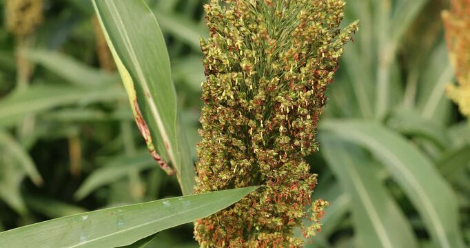 Jowar grain sorghum crop farm in growth at field	