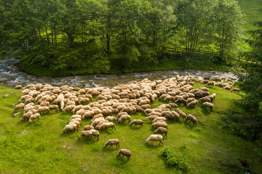 Brasov, Brasov, Romania - 21 September 2026: Aerial view of a large flock of sheep grazing on a lush green hillside beside a flowing stream surrounded by dense forest.