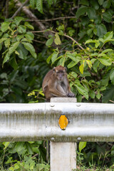 Macaque monkey sitting on a roadside guardrail © Danila