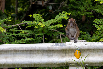 Macaque monkey sitting on a roadside guardrail © Danila