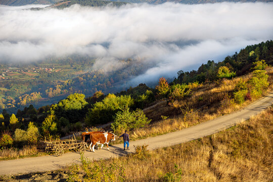 Brasov, Brasov, Romania - 21 September 2026: Aerial view of a man with two oxen and a wooden cart on a rural road, surrounded by autumn trees and fog in the valley.