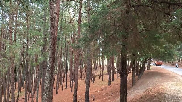 Pine Forest Along Scenic Mountain Road in Himalayan Hills, India