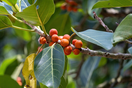 Close-up view of ripe orange banyan fig fruits growing on tree branch with large green leaves.