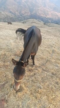 Slow motion footage of a mule grazing on dry grass in a rural mountain pasture. Scenic mountain landscape in the background, capturing traditional countryside life and livestock farming.