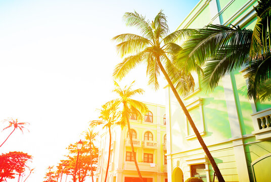 Tall palm trees beside pastel yellow and green buildings under bright golden hour sunlight with copy space