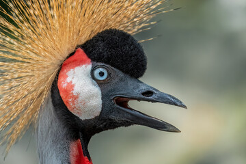 Obraz premium Grey Crowned Crane (Balearica regulorum) is found from Kenya and Uganda to South Africa and Zimbabwe.