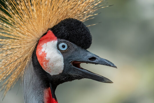 Grey Crowned Crane (Balearica regulorum) is found from Kenya and Uganda to South Africa and Zimbabwe.