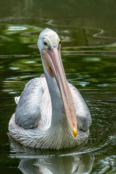Pink-backed Pelican (Pelecanus rufescens) native to sub-Saharan Africa and Arabia