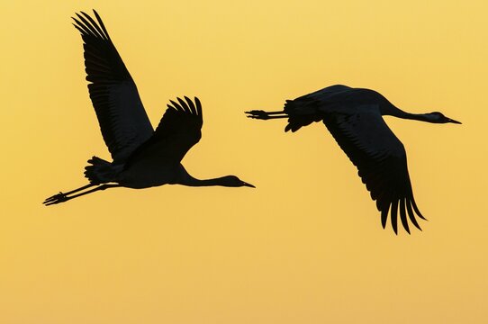 Cranes on the autumn migration, Goldenstedt, Lower Saxony, Germany