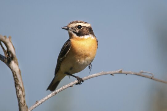 Brandenburg, whinthroat, Germany, Nabu, national natural heritage, Gr&uuml;nhaus natural paradise, saxicola rubetra, whinchat, post-mining landscape, birds, green house, passeri, songbirds, birds
