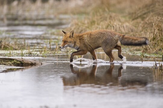 Red fox (Vulpes vulpes) in winter coat crosses a water body, Netherlands