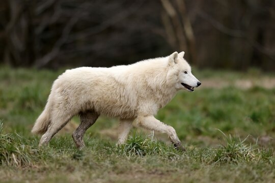 Arctic wolf (Canis lupus arctos) running in a meadow, captive