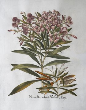 Rose laurel, true oleander (Nerium oleander), hand-coloured copperplate engraving by Basilius Besler, from Hortus Eystettensis, 1613