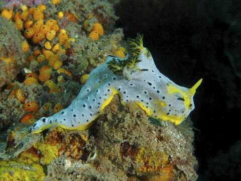 Yellow-green nudibranch with black spots, Grey Banana Nudibranch (Notodoris serenae), on a coral reef, Gondol Reef dive site, Gondol, Bali, Indonesia