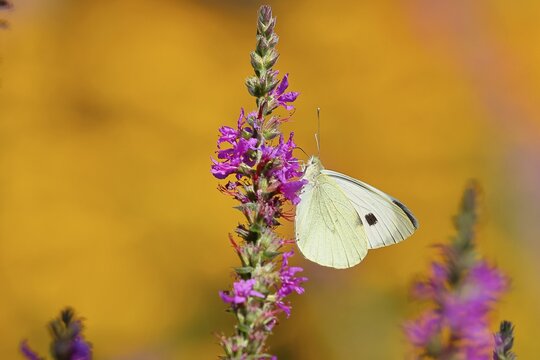 A Cabbage butterfly (Pieris brassicae) sucking nectar on the flower of the purple loosestrife (Lythrum salicaria), in a natural environment in the wild, nice bokeh in the background, Wildlife, Insects, Butterflies, Butterflies, Wilnsdorf, North Rhine-Westphalia, Germany