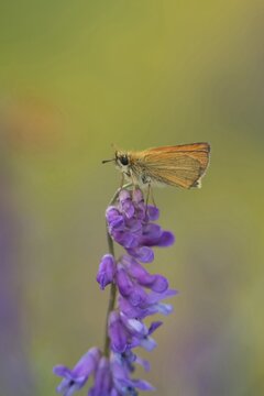 Large skipper butterfly (Ochlodes sylvanus) adult insect on a Vetch flower in summer, Suffolk, England, United Kingdom