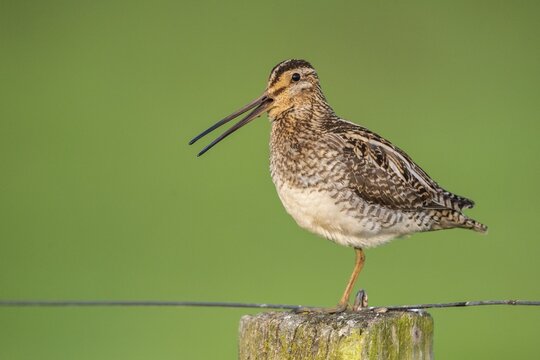 Common Snipe (Gallinago gallinago), wet meadow, Ochsenmoor, Lake D&uuml;mmer, Lembruch, Lower Saxony, Germany