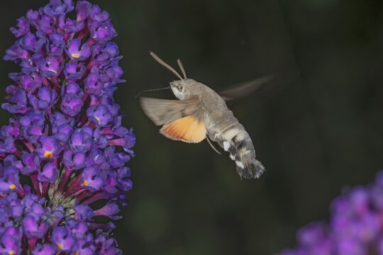 A dove tail (Macroglossum stellatarum) in flight next to a purple panicle of a butterfly bush (Buddleja), Baden-W&uuml;rttemberg, Germany