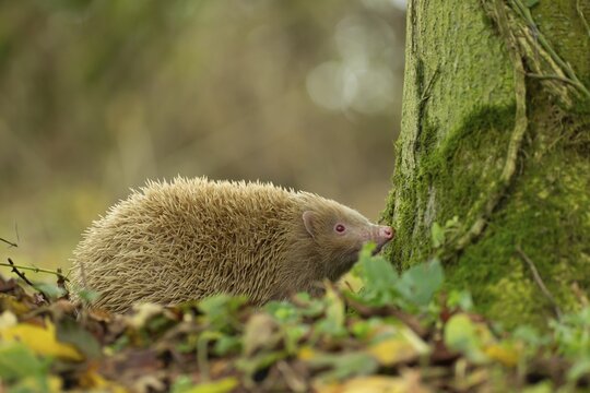 European hedgehog (Erinaceus europaeus) adult albino animal in a woodland, Suffolk, England, United Kingdom