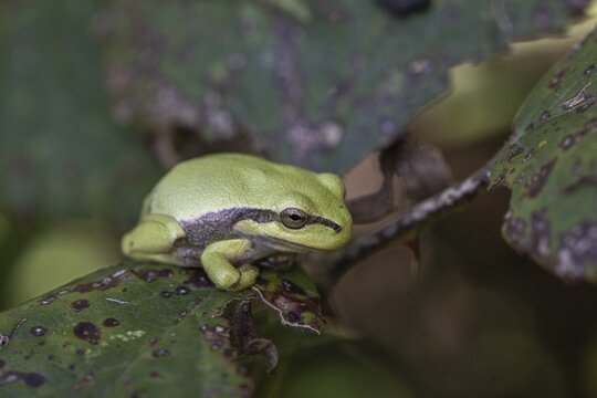 Tree frog (Hyla arborea), Lower Saxony, Germany