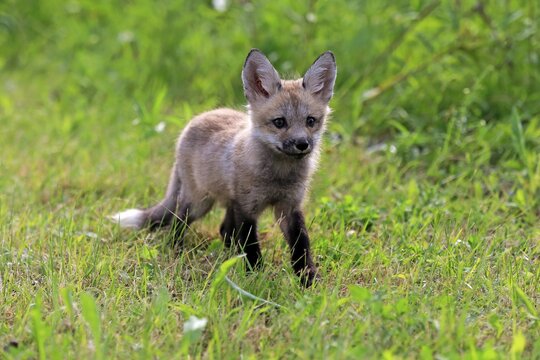 Eastern American Red Fox (Vulpes vulpes fulvus), young animal running in the meadow, Pine County, Minnesota, USA
