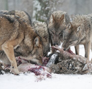 Wolves (Canis lupus) eating wild boar (Sus scrofa) prey, captive, Germany