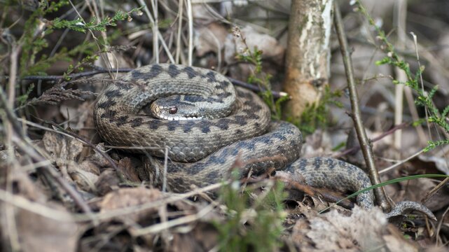 European adder, European viper, venomous snake, vipera berus, critters, female, poisonous reptilia, reptilia, snakes, snakes, female