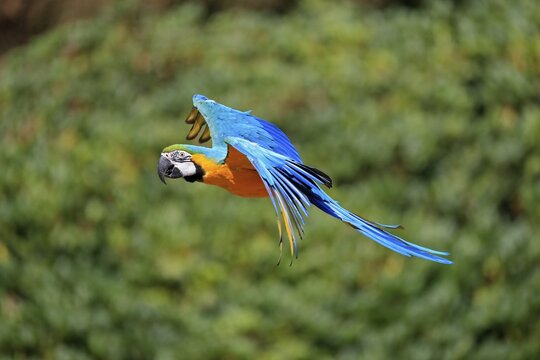 Blue and yellow macaw (Ara ararauna), adult, flying, parrot, Brazil