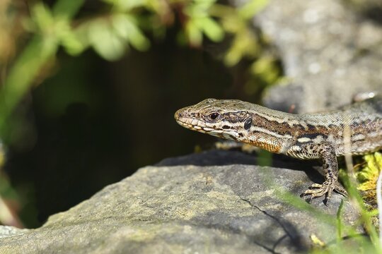 Wall lizard (Podarcis muralis), European wall lizard, in a vineyard, portrait, reptiles, animals, lizards, Cochem, Moselle, Rhineland-Palatinate, Germany