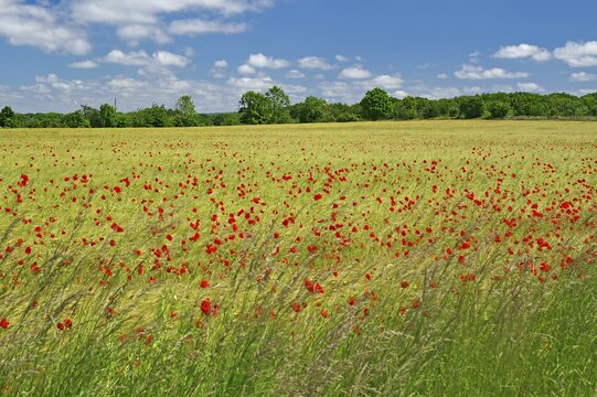 Fields covered with poppies, spring, island, &Ouml;land, Sweden