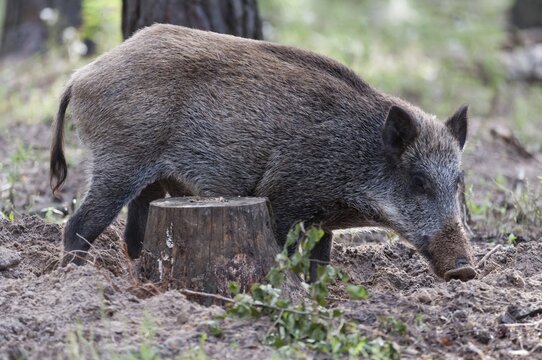 Artiodactyla, even-toed ungulate, cloven-hoofed, wild boar, wild boar, mammals, mammals