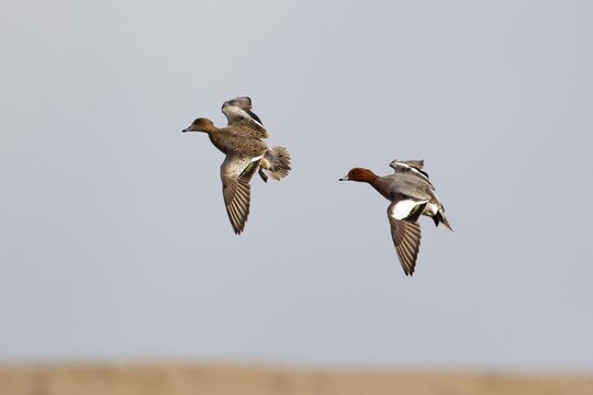 Eurasian wigeon duck (Mareca penelope) adult male and female ducks bird in flight, Norfolk, England, United Kingdom