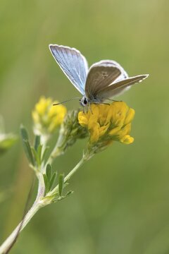 Damon blue, large esparset blue, polyommatus damon, striped blue, white dagger blue, butterfly, high size, portrait format, insects, butterflies, butterflies, butterflies