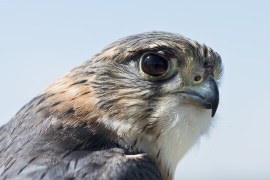 Merlin (Falco columbarius), portrait, Emsland, Lower Saxony, Germany