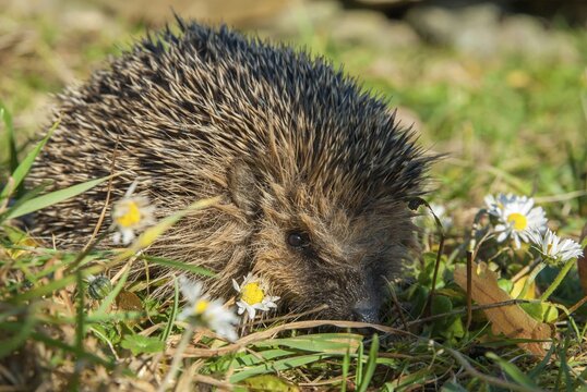 Erinaceus europaeus, hedgehog, insectivora, insectivora, insectivora, mammals, prickly, mammals