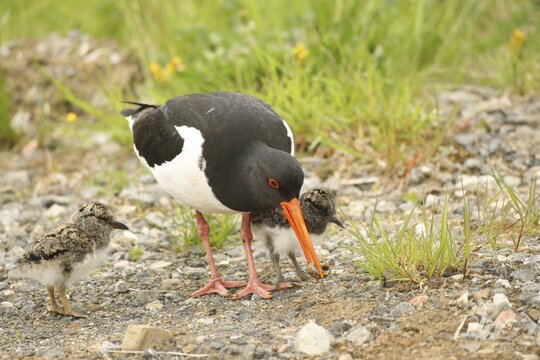 Oystercatcher (Haematopus ostralegus) adult bird bringing a captured snail to a few days old chick, Lofoten, Norway, Scandinavia