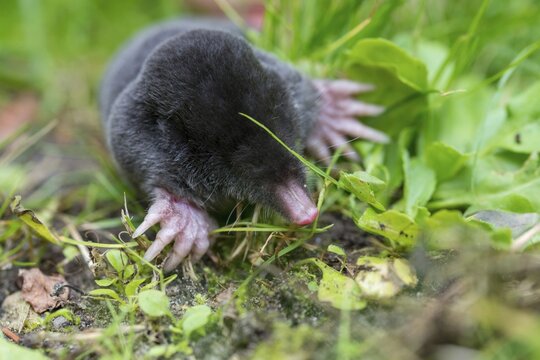 Insectivora, insectivora, mole, talpa europaea, mammals, mammals