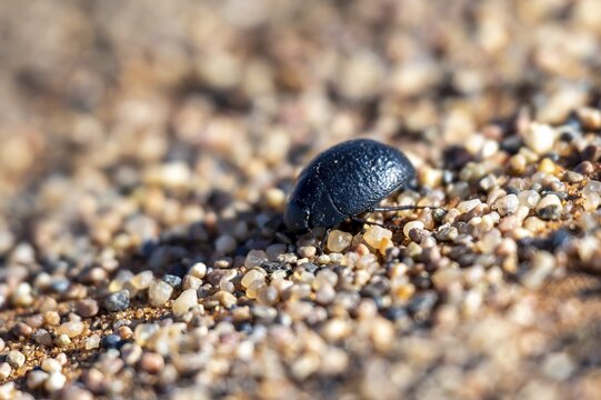 Fog drinker beetle (Onymacris unguicularis), Toktokkie beetle, in the sand, Namib Desert, Namib Naukluft Park, Namibia