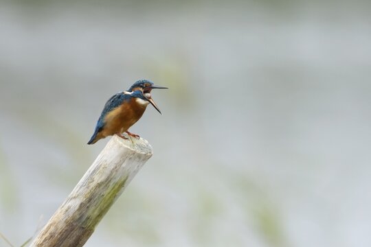 Common kingfisher (Alcedo atthis) adult bird regurgitating a food pellet from its beak on a wooden post in a lake, Norfolk, England, United Kingdom