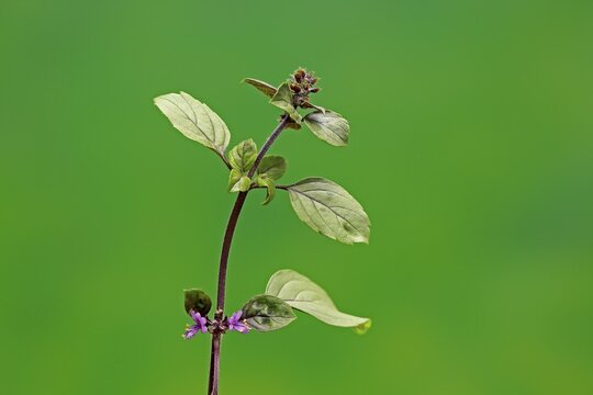 Shrub Basil (Ocimum basilicum) Magic Blue (Magic Blue), plant, leaves, flowers, Ellerstadt, Germany