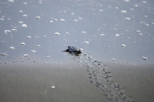 Newly hatched olive ridley sea turtle (Lepidochelys olivacea) crawls over sand towards the sea, Junquillal, Santa Cruz, Guanacaste Province, Costa Rica