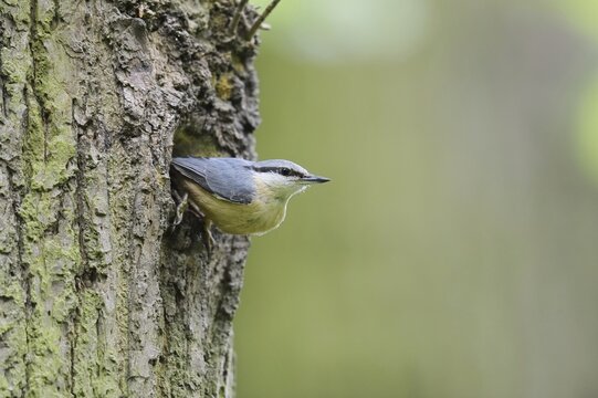 Nuthatch (Sitta europaea) at the breeding den, North Rhine-Westphalia, Germany