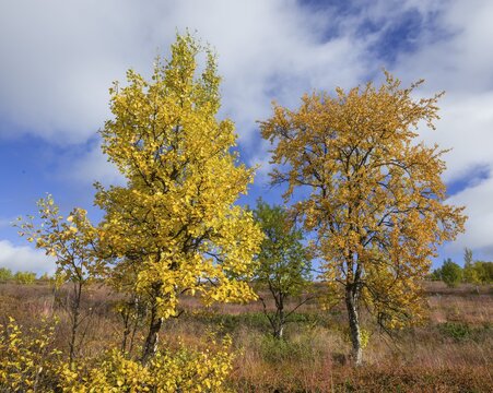 Autumn coloured Birch trees, Vindelfj&auml;llen, V&auml;sterbotten County, Sweden