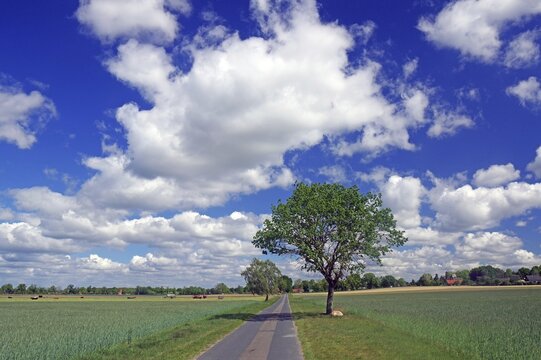 Field path, single tree and wide landscape, Quickborn, Wendland, Lower Saxony, Germany