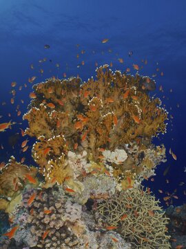 Net fire coral (Millepora dichotoma) and group of sea goldie (Pseudanthias squamipinnis), St. Johns Reef dive site, Red Sea, Egypt