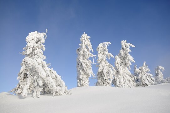 Snow-covered trees on the ridge of Mt. Unterberg, Lower Austria, Austria, Europe