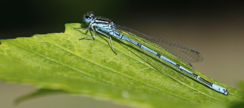 Azure damselfly (Coenagrion puella), male basking on leaf, Schleswig-Holstein, Germany
