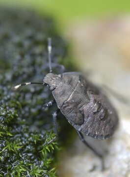 Field bug, gray garden bug, raphigaster nebulosa, bug, tree bug, high size, portrait, insects, larva, larva, mottled shield bug