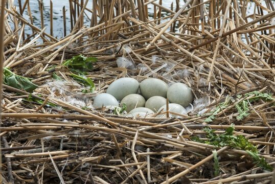 Cygnus olor, mute swan, anatidae, birds, breed, brood, eggs, duckbirds, clutches, cusp swan, swans, swans, birds, waterbirds, waterbirds