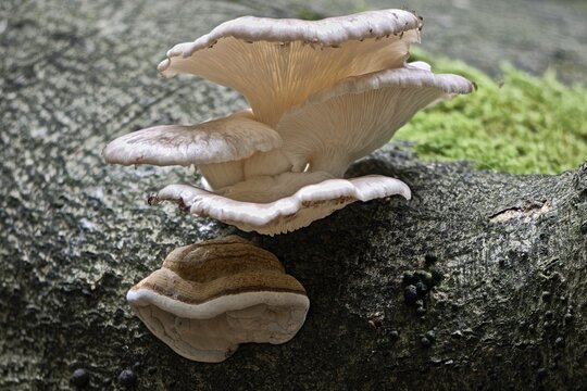 Branched oyster fungus (Pleurotus cornucopiae) and Tinder Fungus (Fomes fomentarius), Emsland, Lower Saxony, Germany